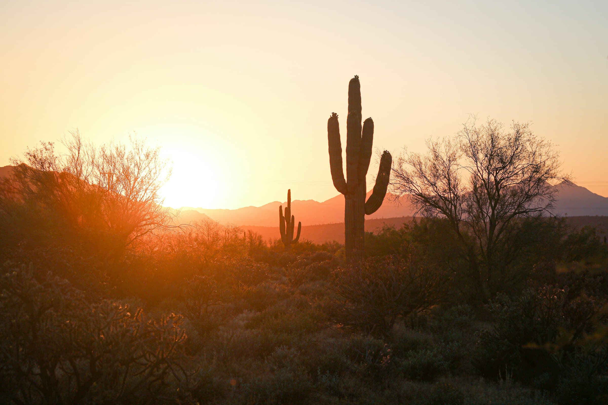 Saguaro cactus silhouetted against an Arizona desert sunset